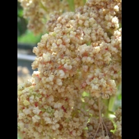 Quinoa - Quinua Temuco (3)
